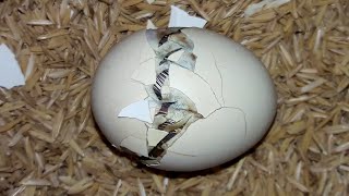 HATCHING BACKYARD CHICKEN EGGS | HOMESTEAD | INCUBATING EGGS | CHICKS HATCHED | YOU CAN DO THIS