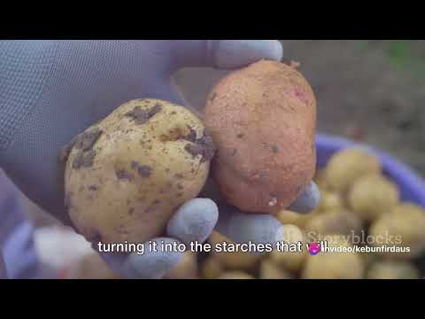 60 Days Harvest: From Farm to Market