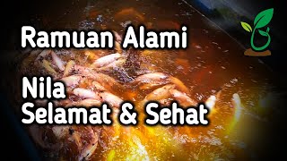 Download lagu Ramuan Herbal Air Kolam dan Bibis Pakan Ikan Sehat plus Tips Nila Mati Tiap Hari Setelah Tebar mp3 Download lagu Ramuan Herbal Air Kolam dan Bibis Pakan Ikan Sehat plus Tips Nila Mati Tiap Hari Setelah Tebar mp3