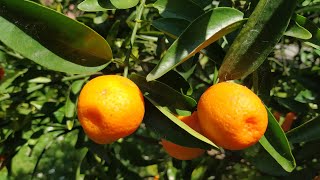 Huge Kumquat - Fortunella japonica