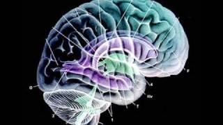 Muscles - Sweaty ( Shazam Remix )