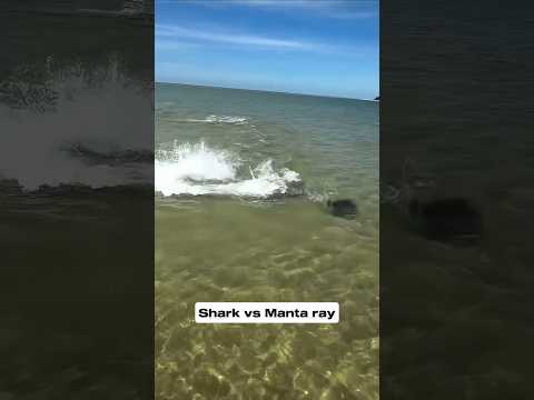 Shark vs Manta ray 😦 #shortsviral #malayalamvartha #malayalamnews #news #shortvideos #shorts