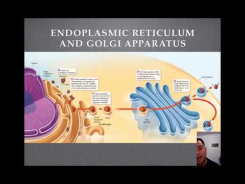 Endoplasmic Reticulum and Golgi Apparatus Tutorial - YouTube