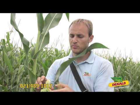 Hibrid kukuruza DKC 4717 - U nasem ataru 626