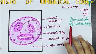 Histology of the Umbilical Cord