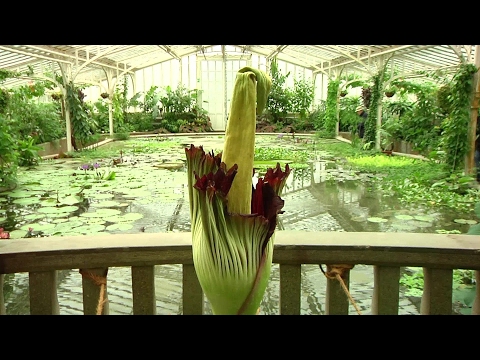 Naturspektakel: Titanenwurz blüht im Botanischen Garten München