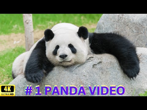 4K HD, # 1 PANDA, Red Panda, Video in the World, (Ailurus Fulgens) Relaxing Music, Deep Meditation,
