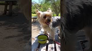 お水が美味しいももちゃん #癒し #犬のいる暮らし #ヨーキー #散歩 #可愛い