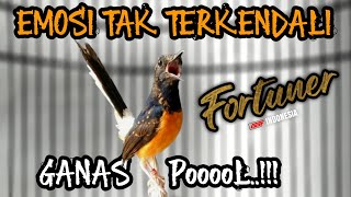 Download lagu Masih trotol dah begini !! KRETEKAN MURAI BATU TROTOL EMOSI TAK TERKENDALI‼️ mp3