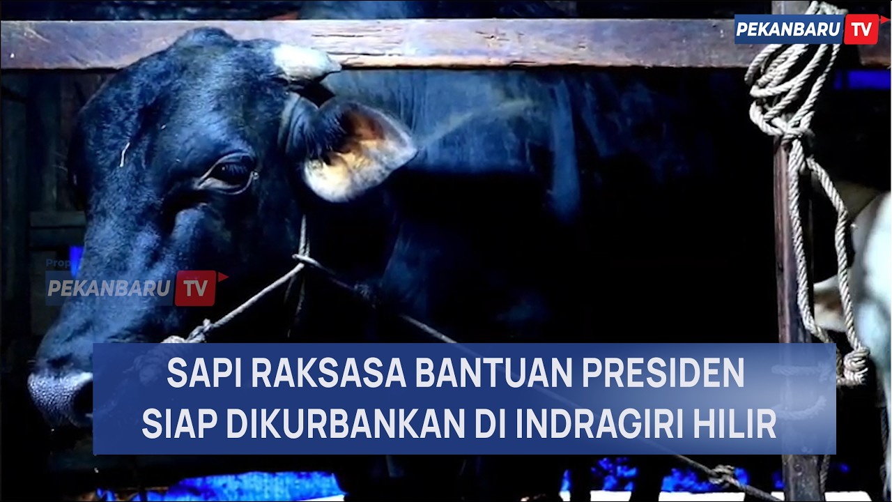 Sapi Kurban Bantuan Presiden Jadi Perhatian Jelang Iduladha di Inhil