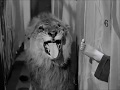 Laughing Lion Clip Three Stoogees Hold That Lion 1947