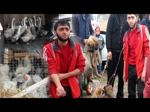 Ну что на птичий рынок?