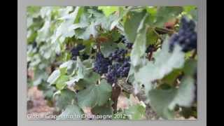 preview picture of video 'Global Grapes Trip to Champagne 2012'