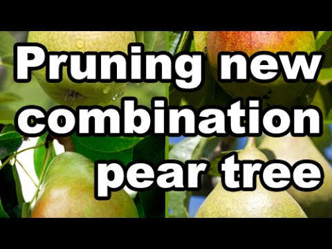 Explaining the Pruning of a Combination Pear Tree