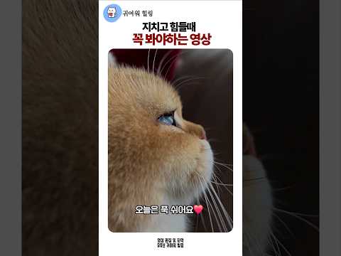 지치고 힘들때 무조건 봐야하는 영상