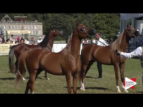 Chantilly 2016 ABCE - CLASS 15 - Colts Championship