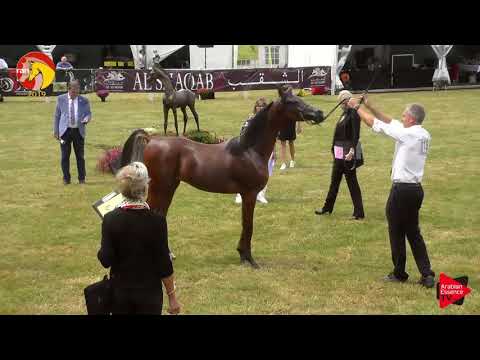 N.18 MABROUK NK - ELRAN CUP 2019 - Yearling Colts (Class 4)