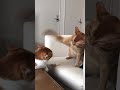 Orange Cat Hitting Other Cat Meme Original Video
