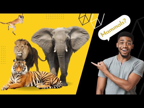 Amazing Facts about Mammals