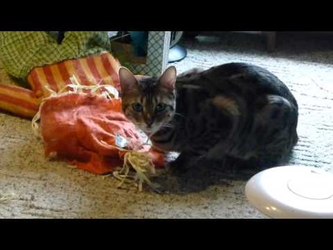 Keisha is wanting to go outside and is taking it out on her scarecrow