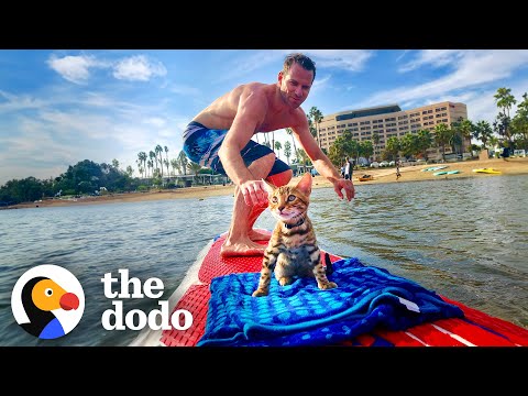 Cat Learns How To Surf Just To Be Near Dad | The Dodo