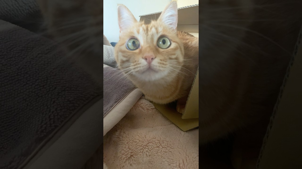 #shorts #猫shorts #catshorts #fyp #おすすめ #猫 #子猫 #cat #catlover #癒し #かわいい #猫のいる暮らし #猫好きさんと繋がりたい #癒しの猫時間