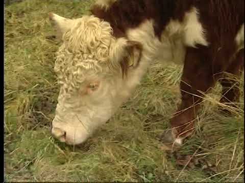 "Tule metsa !"  6 saade (2009)