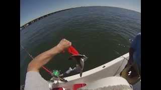 preview picture of video 'GO PRO Camera Fishing Hummer Head Shark at Fort De Soto Park'