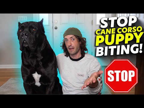 YouTube video about: How to get a cane corso puppy to stop biting?