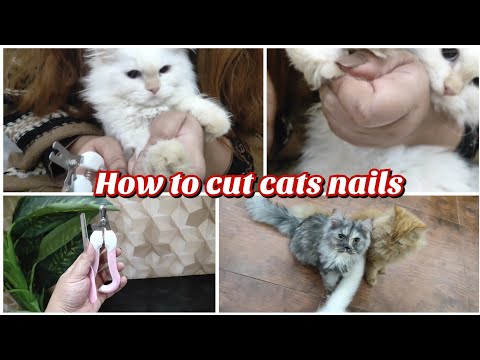 How to cut/trim cats nails/claws | Persian cats | the cats planet