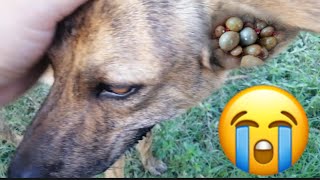 I try find ticks every day from my poor dog#102🐕🐶
