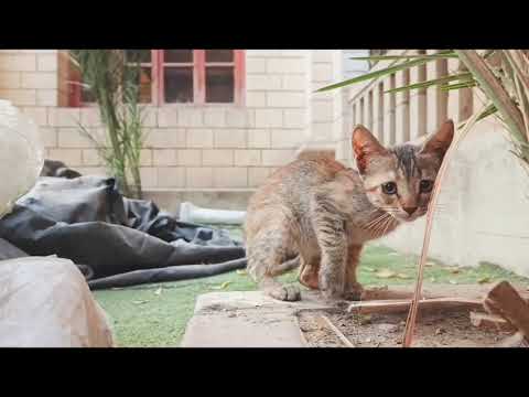 Cats for you #youtube #cinematic