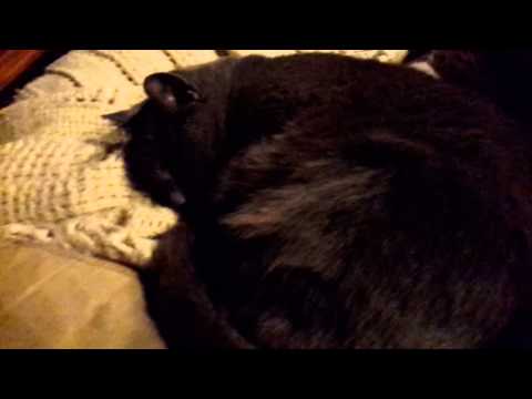 Cuttist cat in the whole wide galaxy and chubby