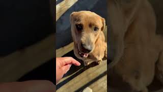 Video preview image #1 Mutt Puppy For Sale in Woodbury, NY, USA