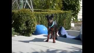 preview picture of video 'Zwergpinscher Duc/Luzifer'