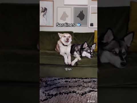 DRAMATIC Mini Husky Reacts Angrily To Dog Allergy Test Results