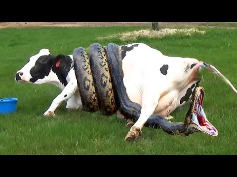 Incredible Snake Modern Farm #WithMe​ Cow Farming Automatic Milking Milk Feeding Combine Pretty Girl