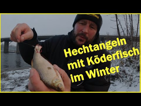 Pike fishing with bait fish in winter with snow and ice / Deadbaiting with float and bottom rig