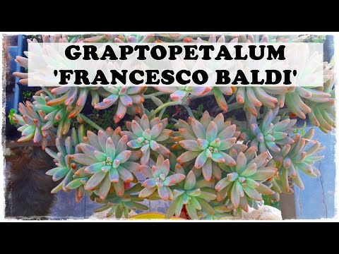 GRAPTOPETALUM 'FRANCESCO BALDI' Saiba como #CULTIVAR e #CUIDAR desta encantadora #SUCULENTA PENDENTE