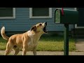 Max the dog barking