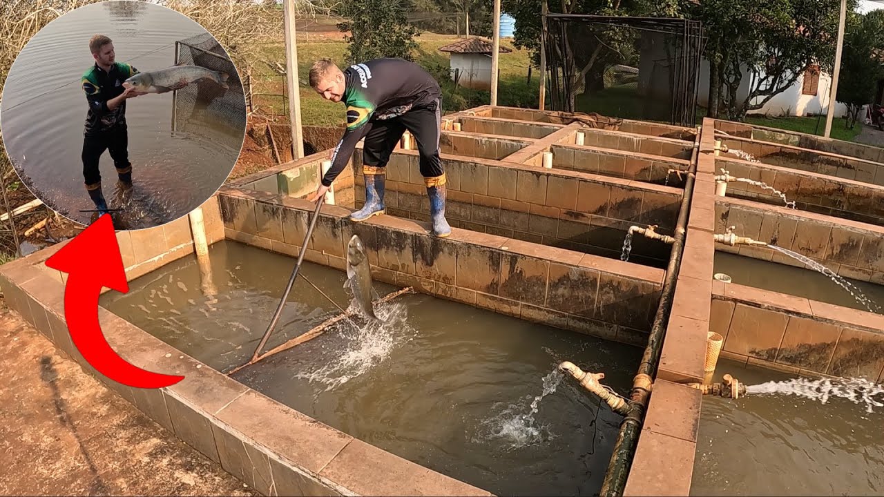 Veja como ele tirou todos os peixes do tanque