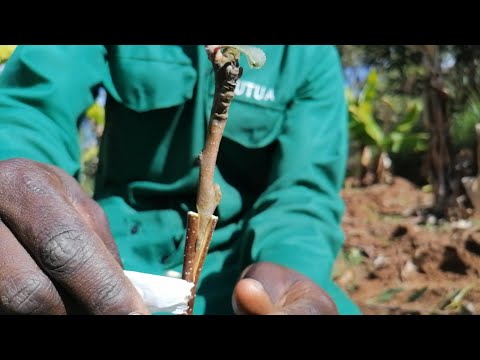 Easy steps to grafting apples and harvest in less than a year