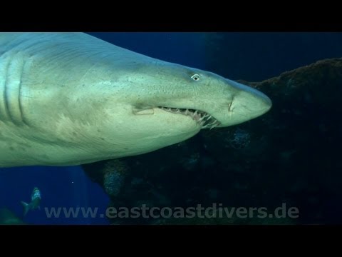 Tauchen mit Haien, La Palma Aquarium,Spanien
