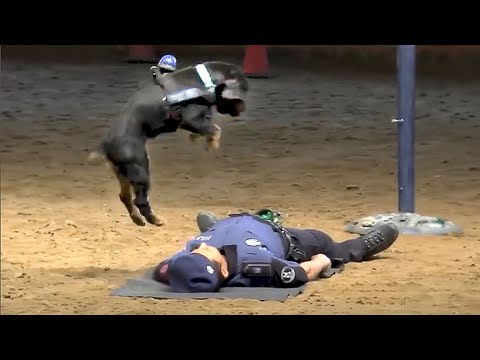 Quand les animaux ont un QI de 200 ! des moments de génie animal qui vous étonneront