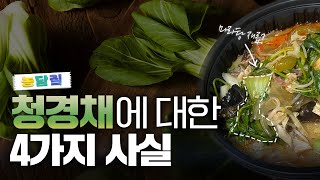 청경채, 당신이 몰랐던 4가지 사실|농담짚