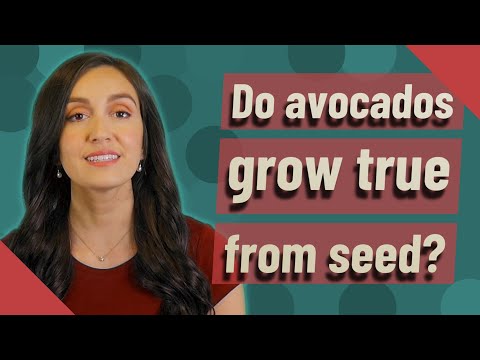 Do avocados grow true from seed?