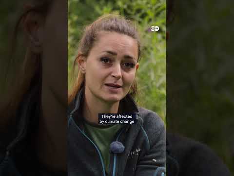 Norway’s Arctic Foxes | Dw Documentary