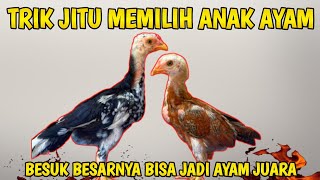 Download lagu cara memilih anakan ayam bangkok jantan yang bagus // cara memilih anak ayam berkualitas mp3 Download lagu cara memilih anakan ayam bangkok jantan yang bagus // cara memilih anak ayam berkualitas mp3
