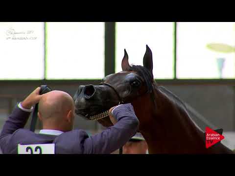 N.33 MAYADAH ALBIDAYER - Deauville 2017 - Fillies 3 years old (Class 3)