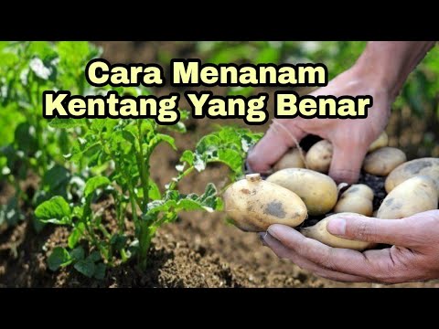 , title : 'Cara Menanam Kentang Yang Benar'